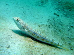 Image of Sand lizardfish