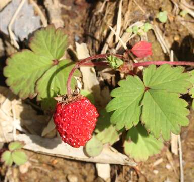 Imagem de Fragaria iinumae Makino