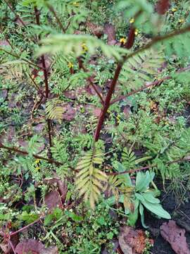 Imagem de Tagetes foetidissima Hort. ex DC.