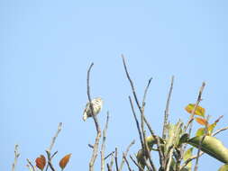 Image of Nilgiri Flowerpecker