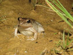 Image de Leptodactylus petersii (Steindachner 1864)