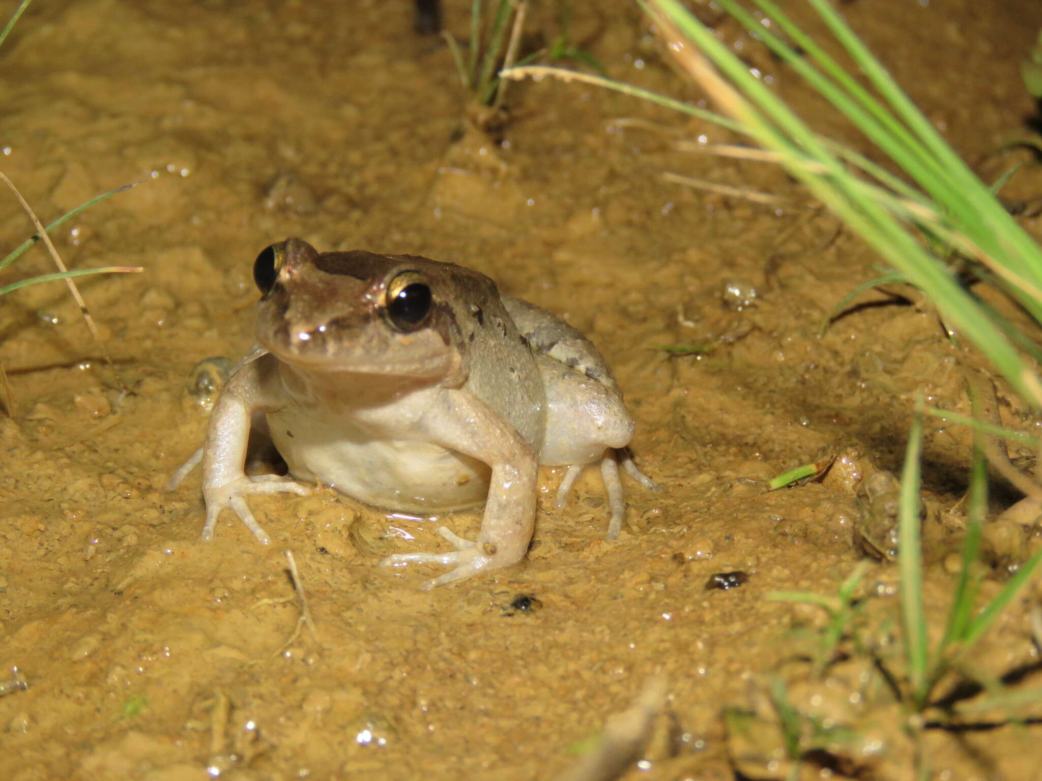 Image of Leptodactylus petersii (Steindachner 1864)