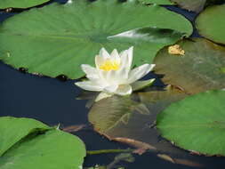 Image of European white waterlily