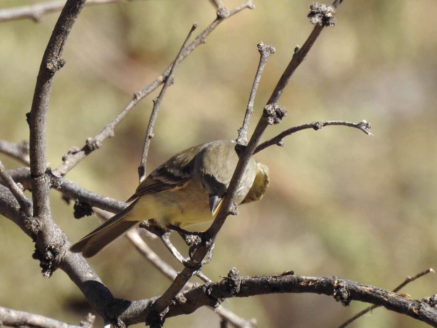 Image of American Grey Flycatcher