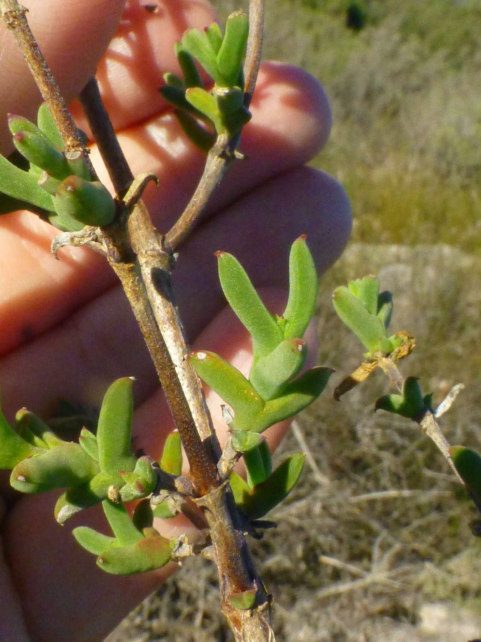 Delosperma asperulum (Salm-Dyck) L. Bol. resmi