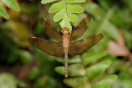 Image of Black Stream Glider