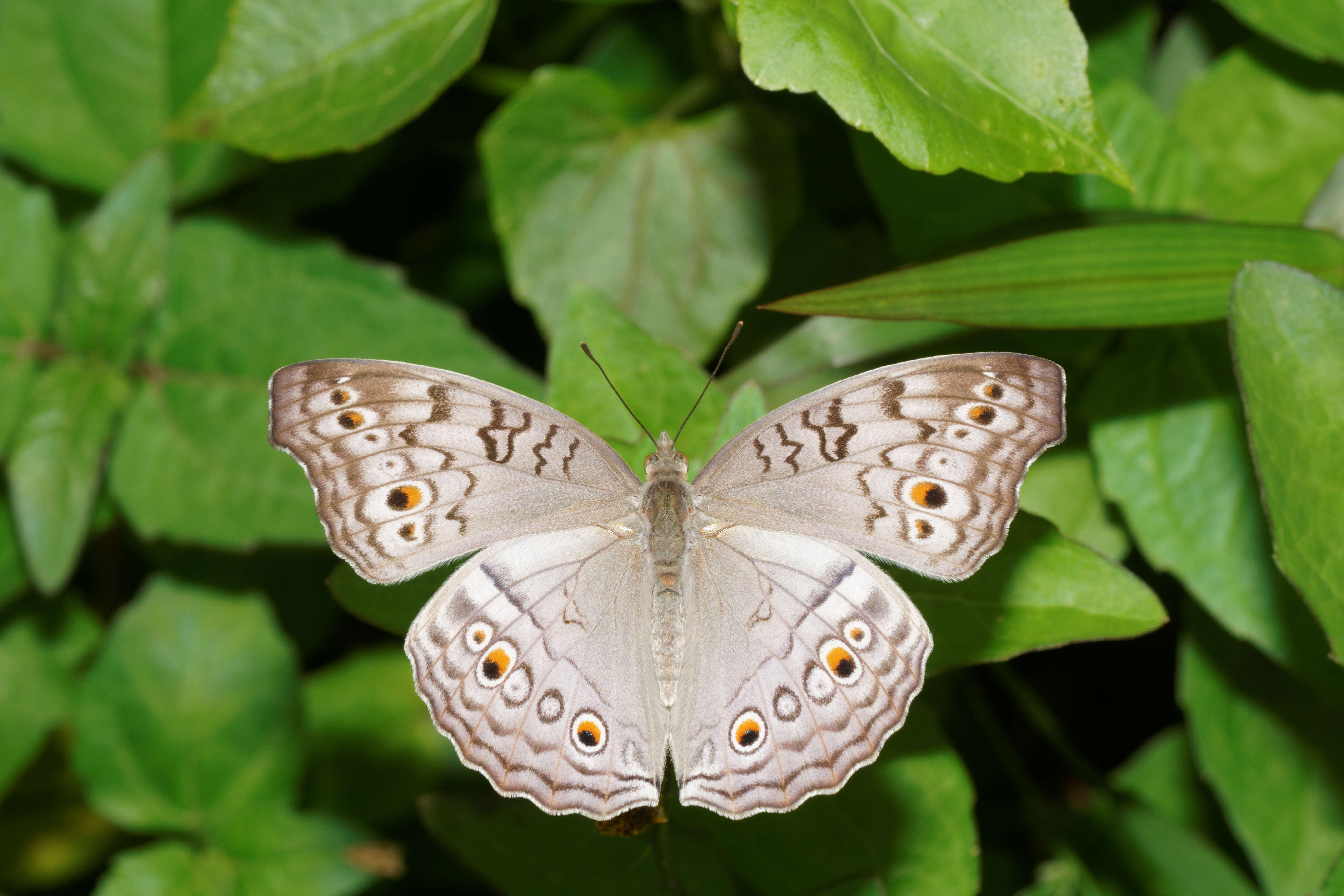 Plancia ëd Junonia atlites Linnaeus 1763