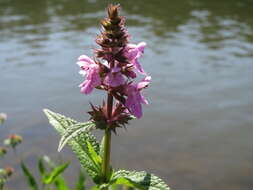 Image of Hedge-nettle