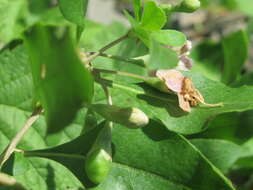 Image of matrimony vine