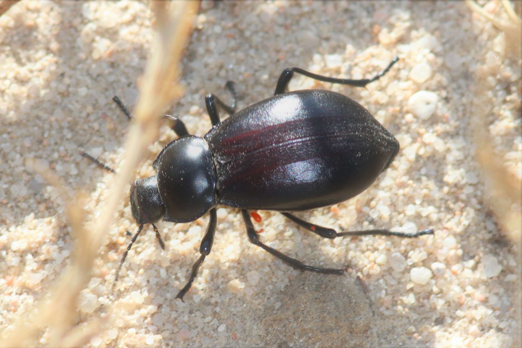 Image of Stenomorpha (Stenomorpha) convexa (Le Conte 1859)