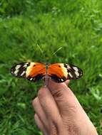 Imagem de Heliconius numatus Cramer 1780