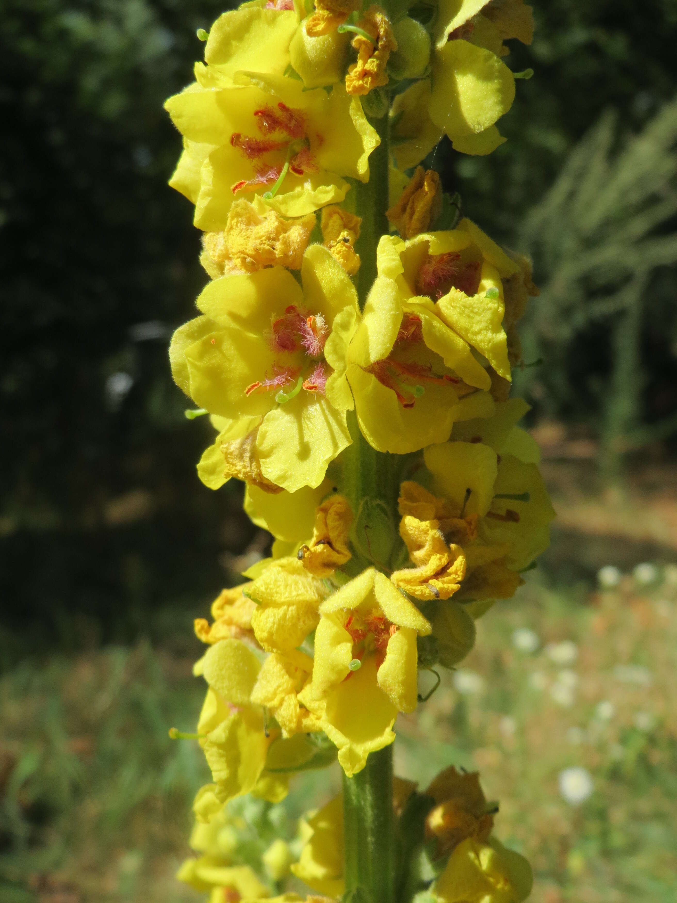 Verbascum nigrum L. resmi