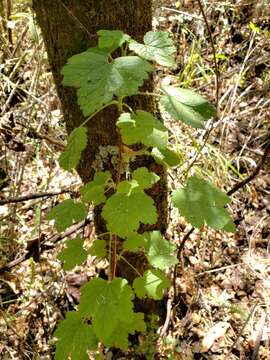 Image of Ribes ciliatum Humb. & Bonpl. ex Roem. & Schult.