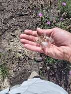 Image of Wheeler's thistle