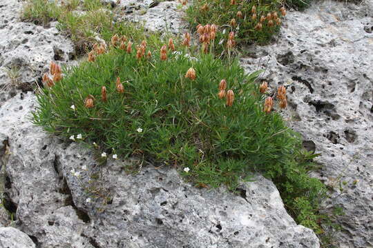 Image of Trifolium polyphyllum (C. A. Mey.) Latsch.