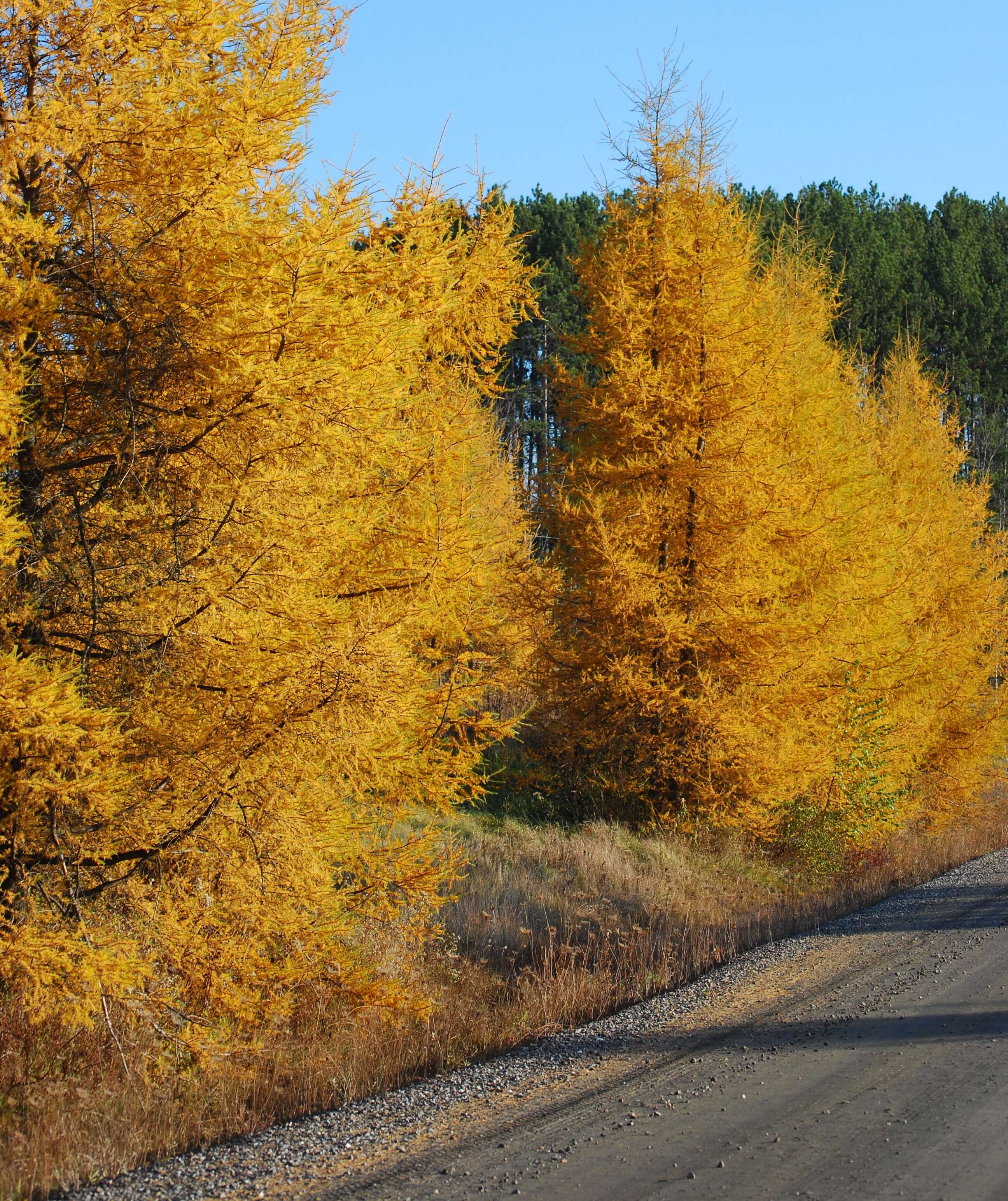 Image of American Larch