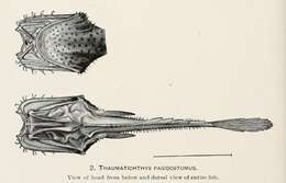 Image of Thaumatichthys pagidostomus Smith & Radcliffe 1912