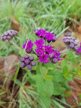 Image of Hilliardiella sutherlandii (Harv.) H. Rob.