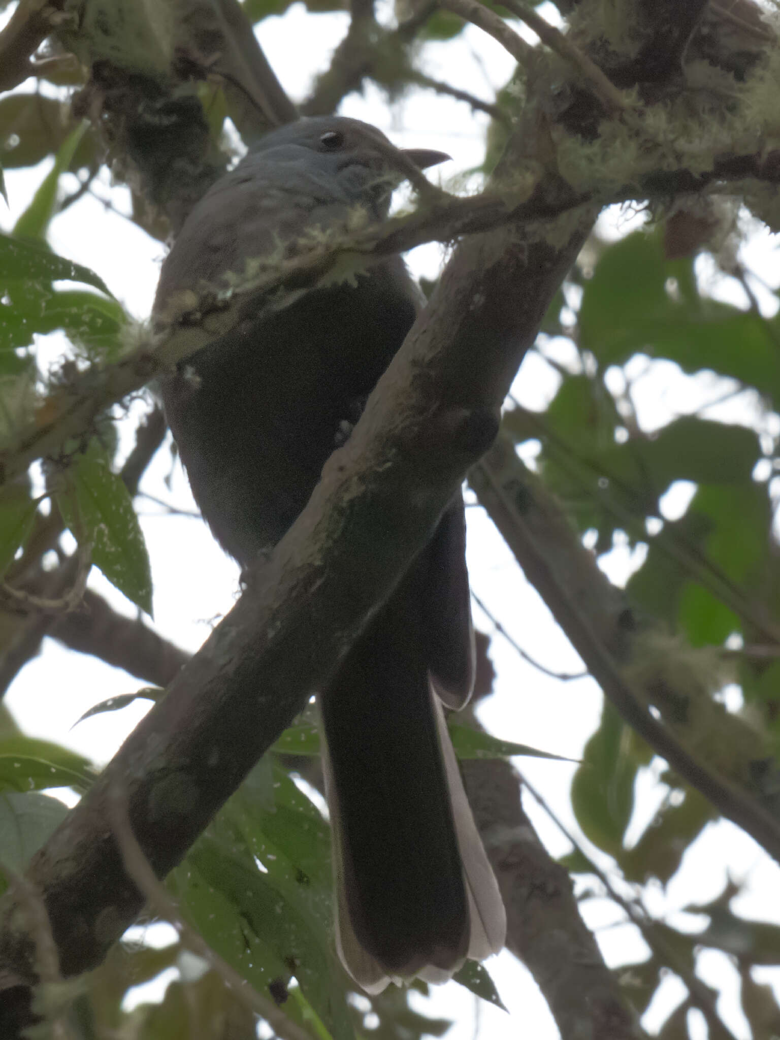 Image of Dusky Piha