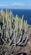 Image of Canary Island spurge