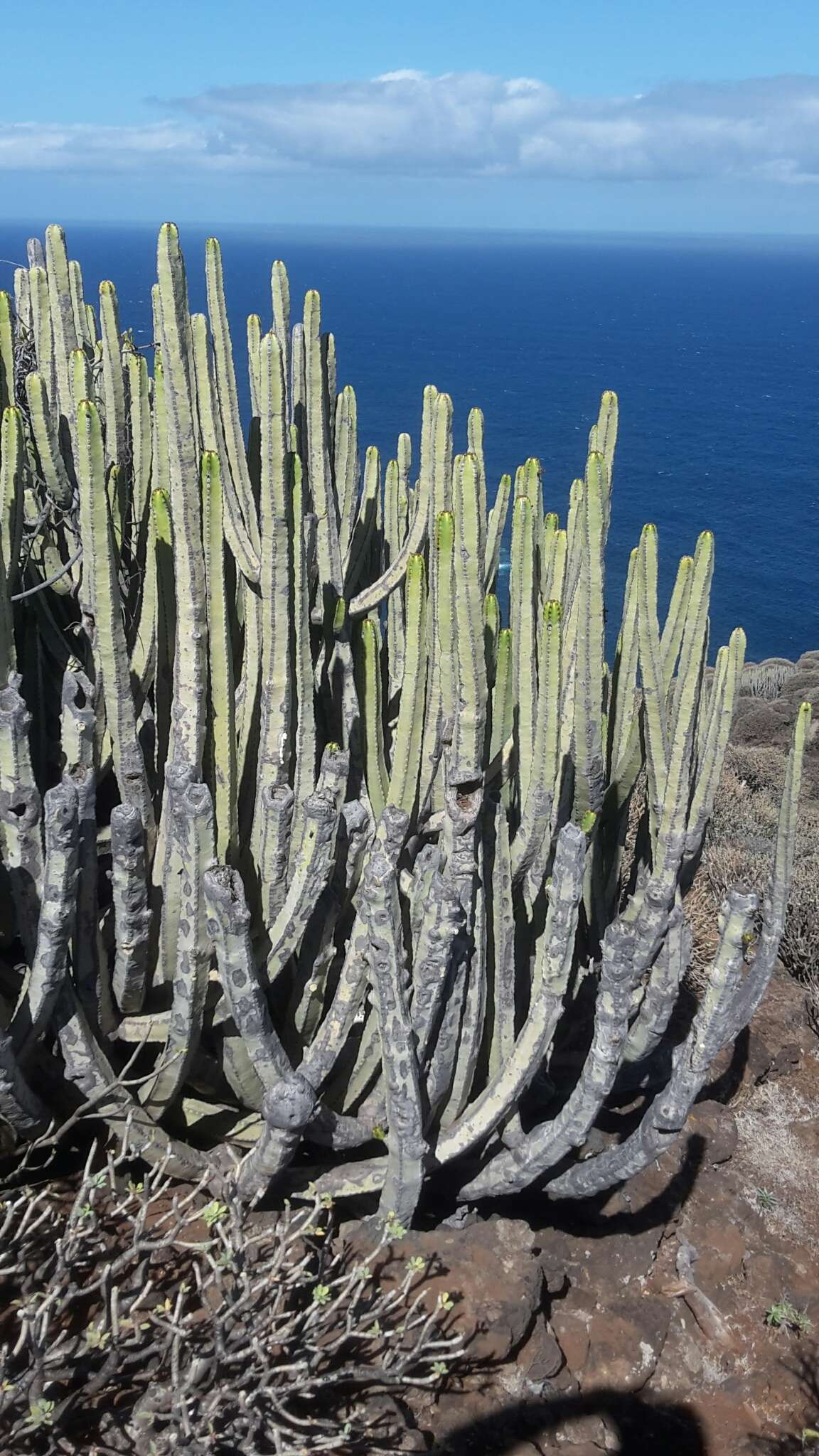 Imagem de Euphorbia canariensis L.