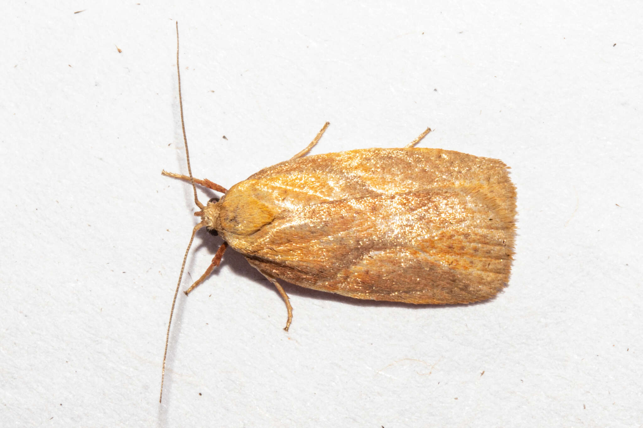 Image of Mountain Beech Flat Moth