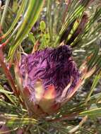 Imagem de Protea longifolia Andr.