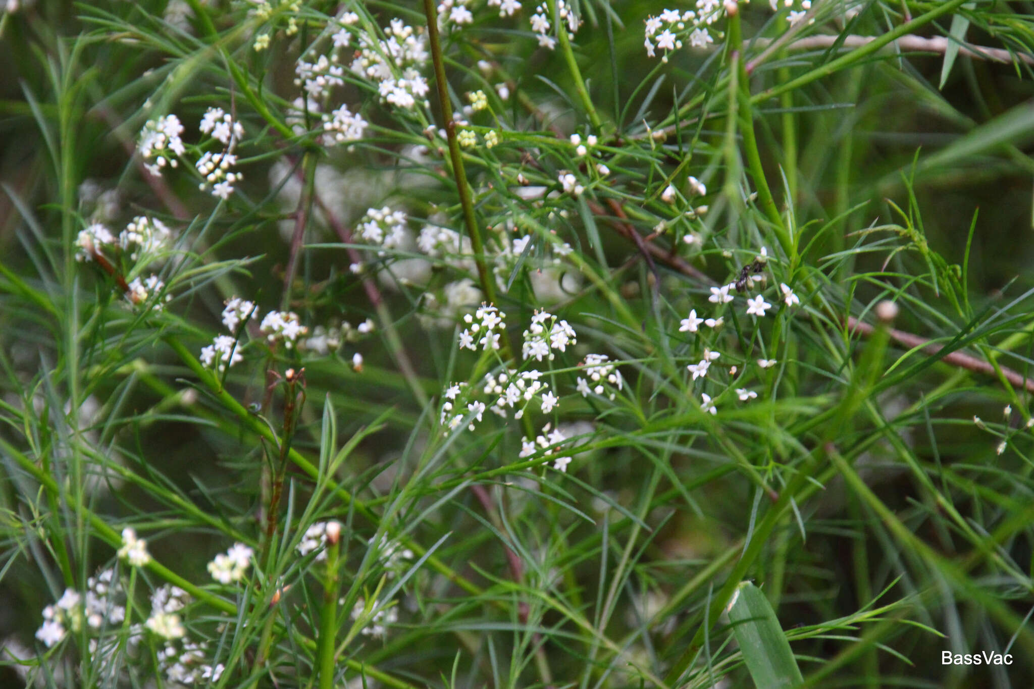 Imagem de Platysace linearifolia (Cav.) C. Norman