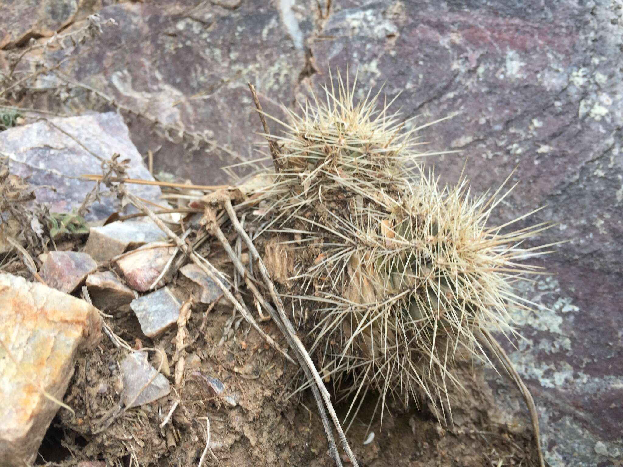 Image of Echinocereus coccineus subsp. coccineus