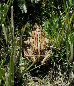 Image of High Himalaya Frog