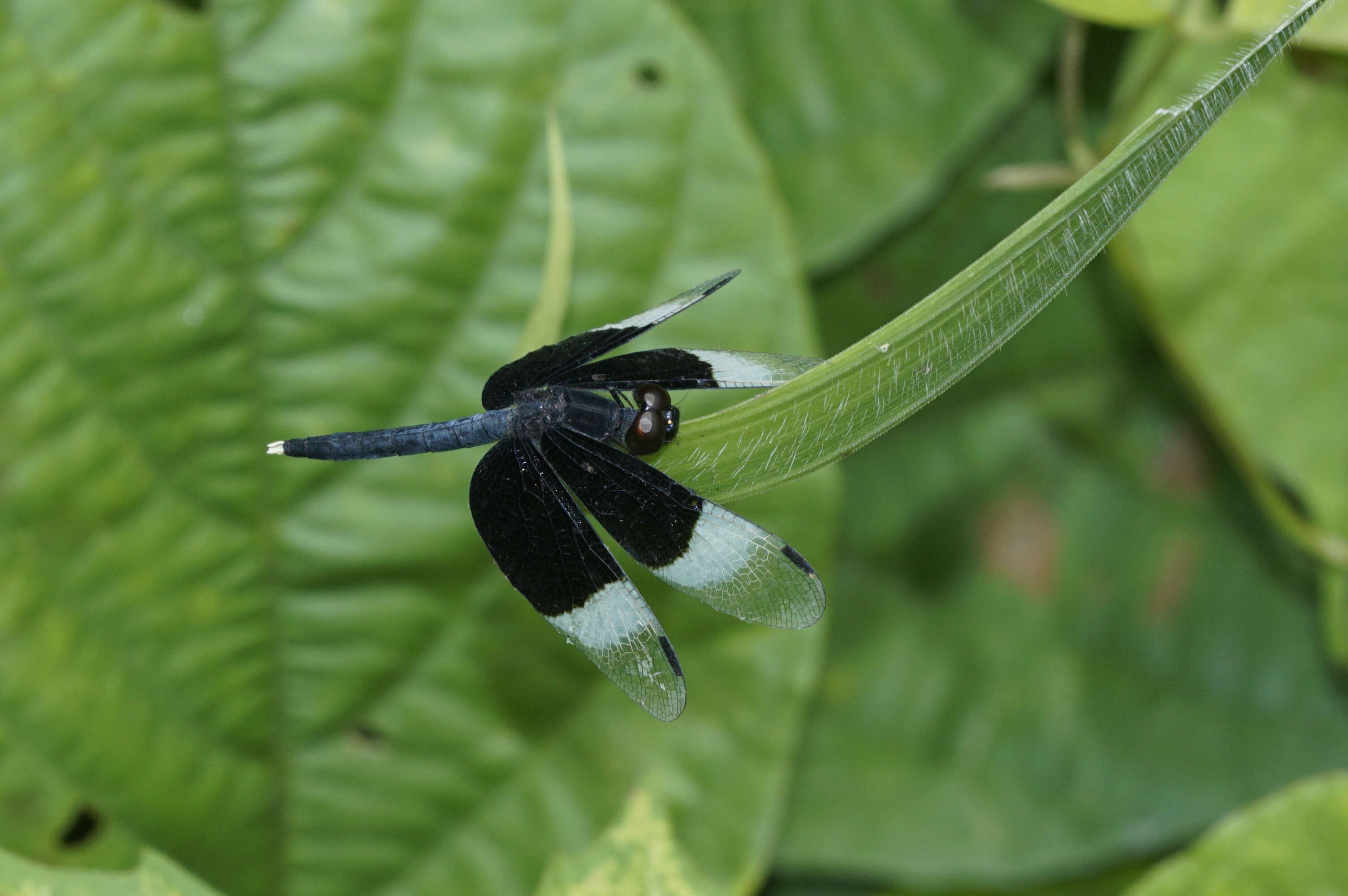 Image of Pied Paddy Skimmer