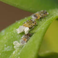 Image of Boxwood Psyllid