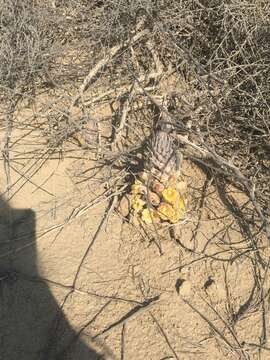 Image of Desert hyacinth