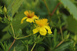 Sivun Hypericum swinkianum G. Wilh. & Rericha kuva