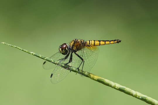 Image of Aethriamanta brevipennis (Rambur 1842)