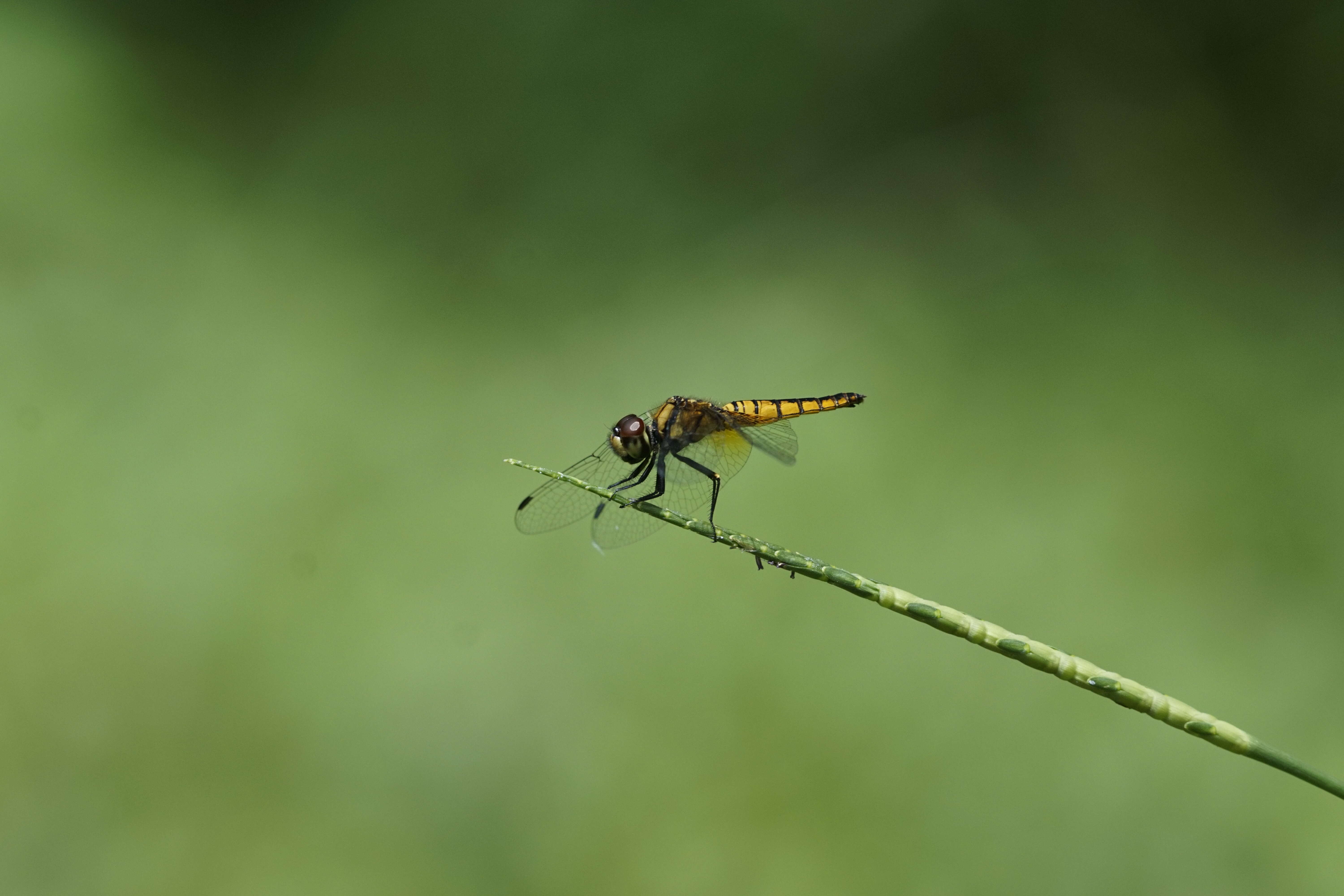 Image of Aethriamanta brevipennis (Rambur 1842)