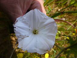 Image of Convolvulus capensis Burm. fil.