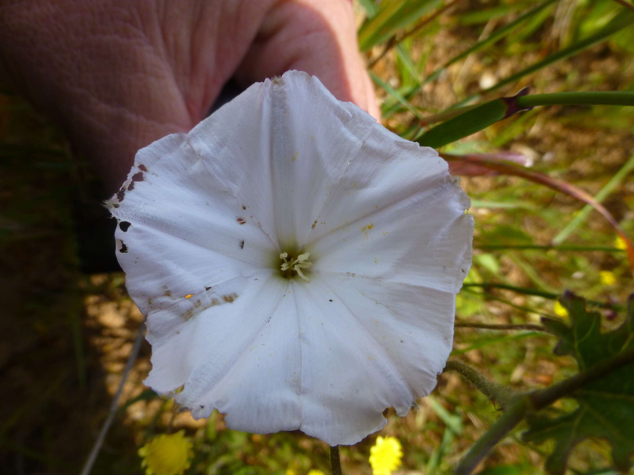 Image of Convolvulus capensis Burm. fil.