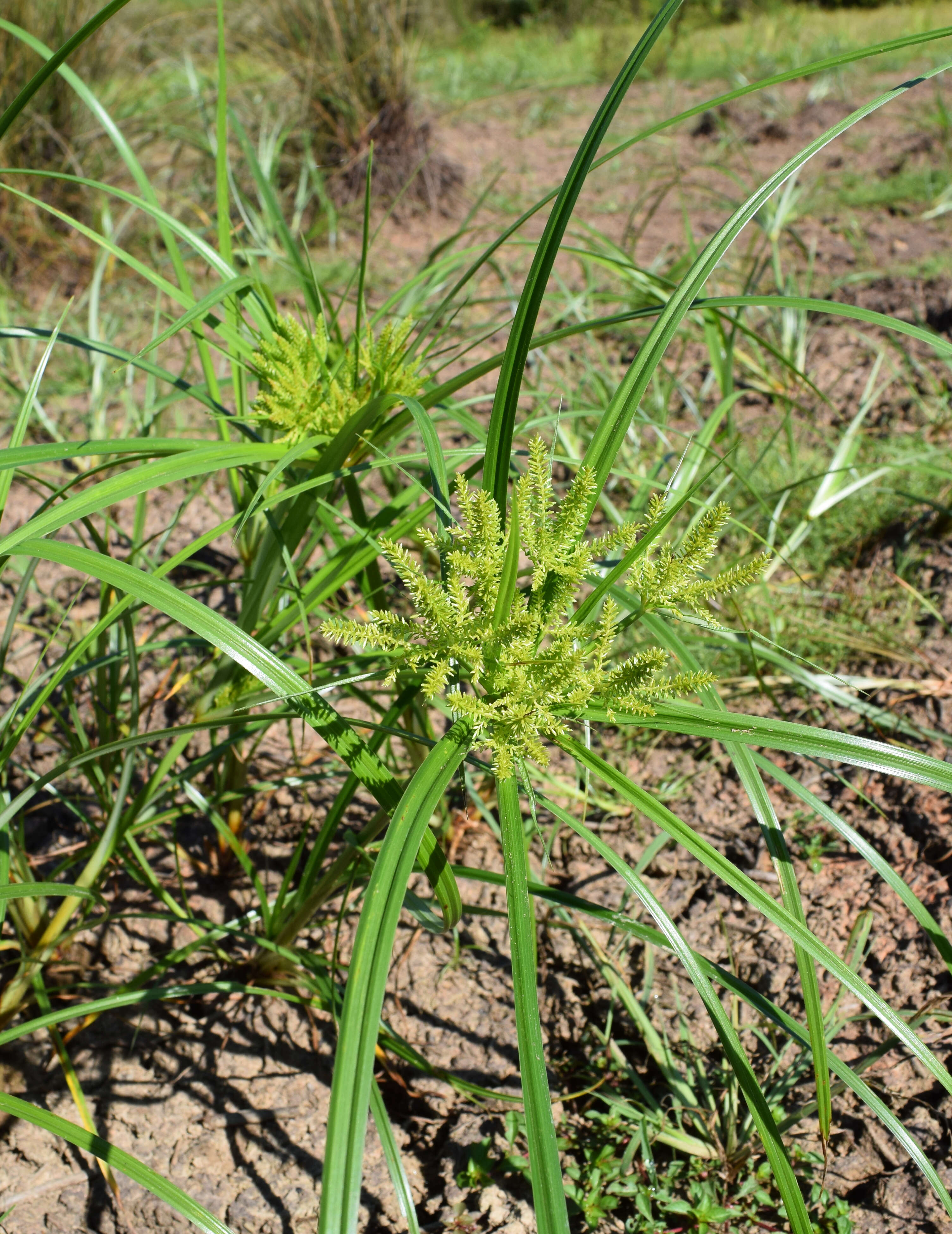 Imagem de Cyperus erythrorhizos Muhl.