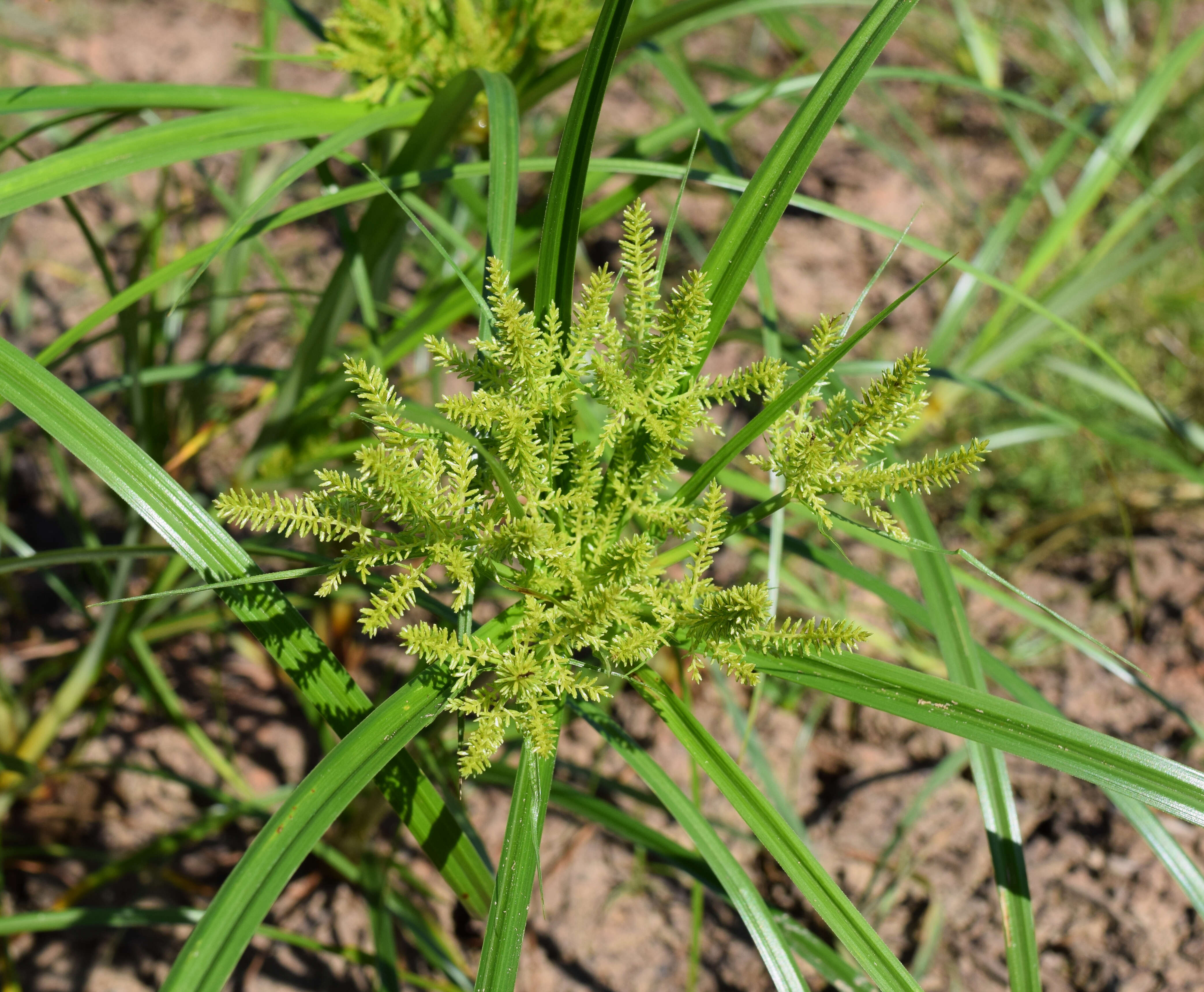 Imagem de Cyperus erythrorhizos Muhl.