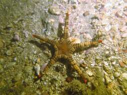 Image of Double Sea Star