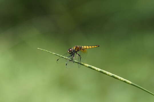 Image of Aethriamanta brevipennis (Rambur 1842)