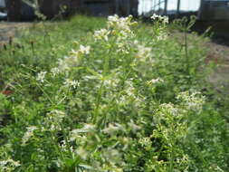 Image of White bedstraw