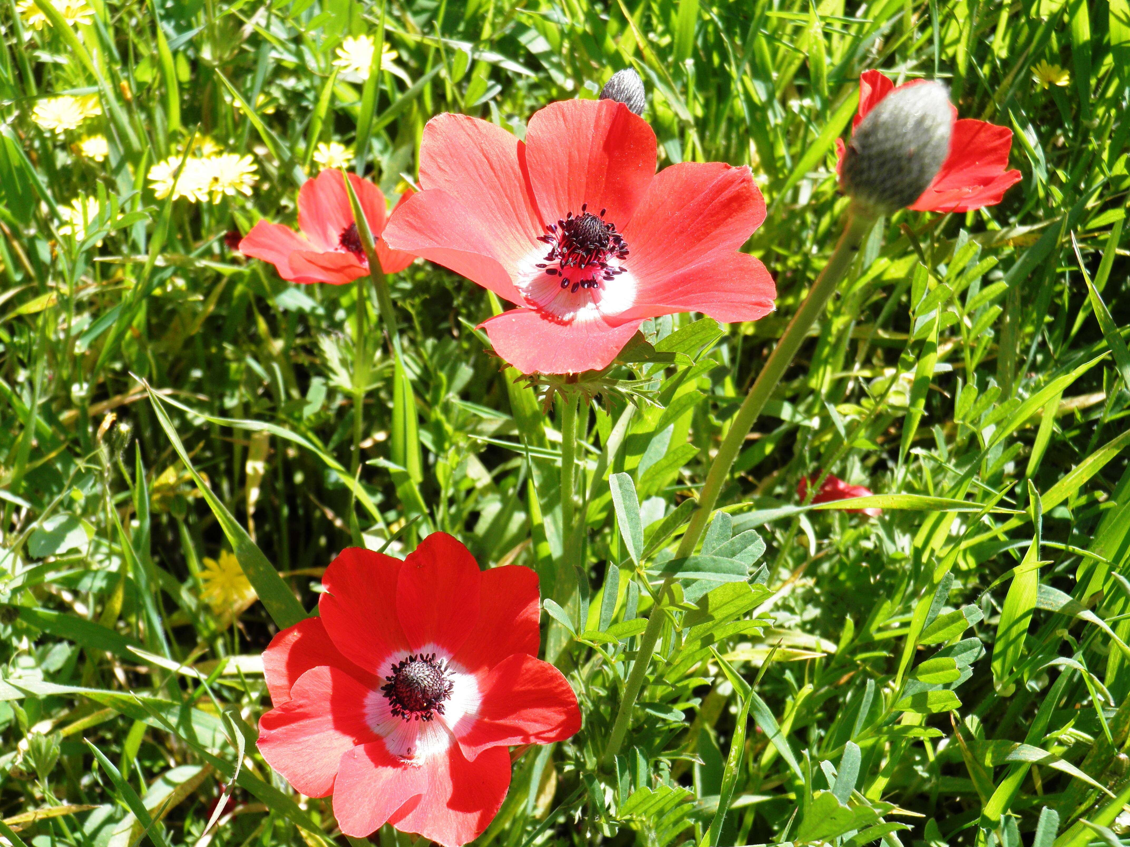 Image of lilies-of-the-field