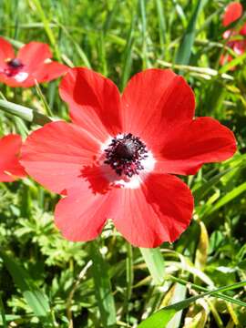 Image of lilies-of-the-field