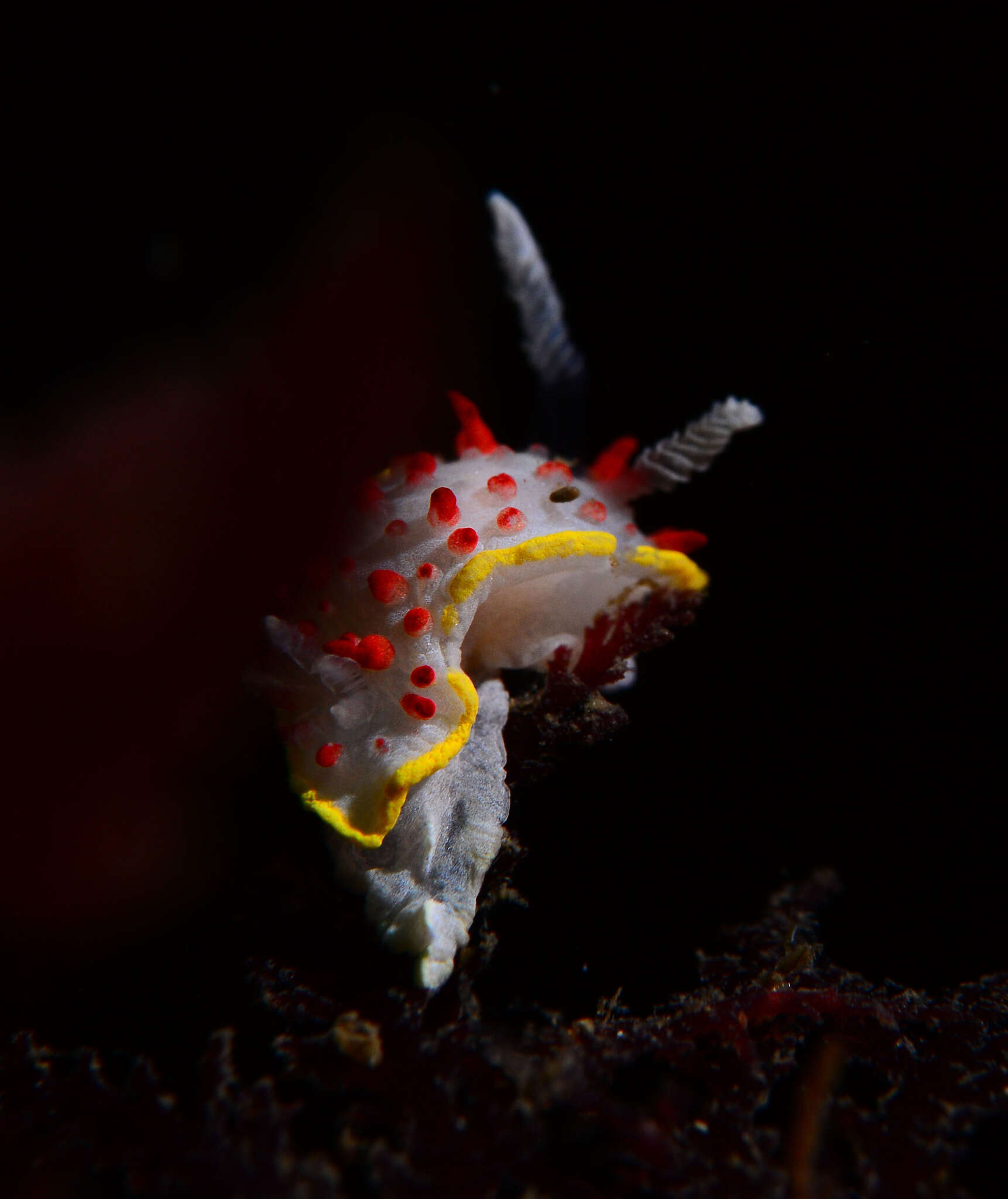 Image of Diaphorodoris papillata Portmann & Sandmeier 1960