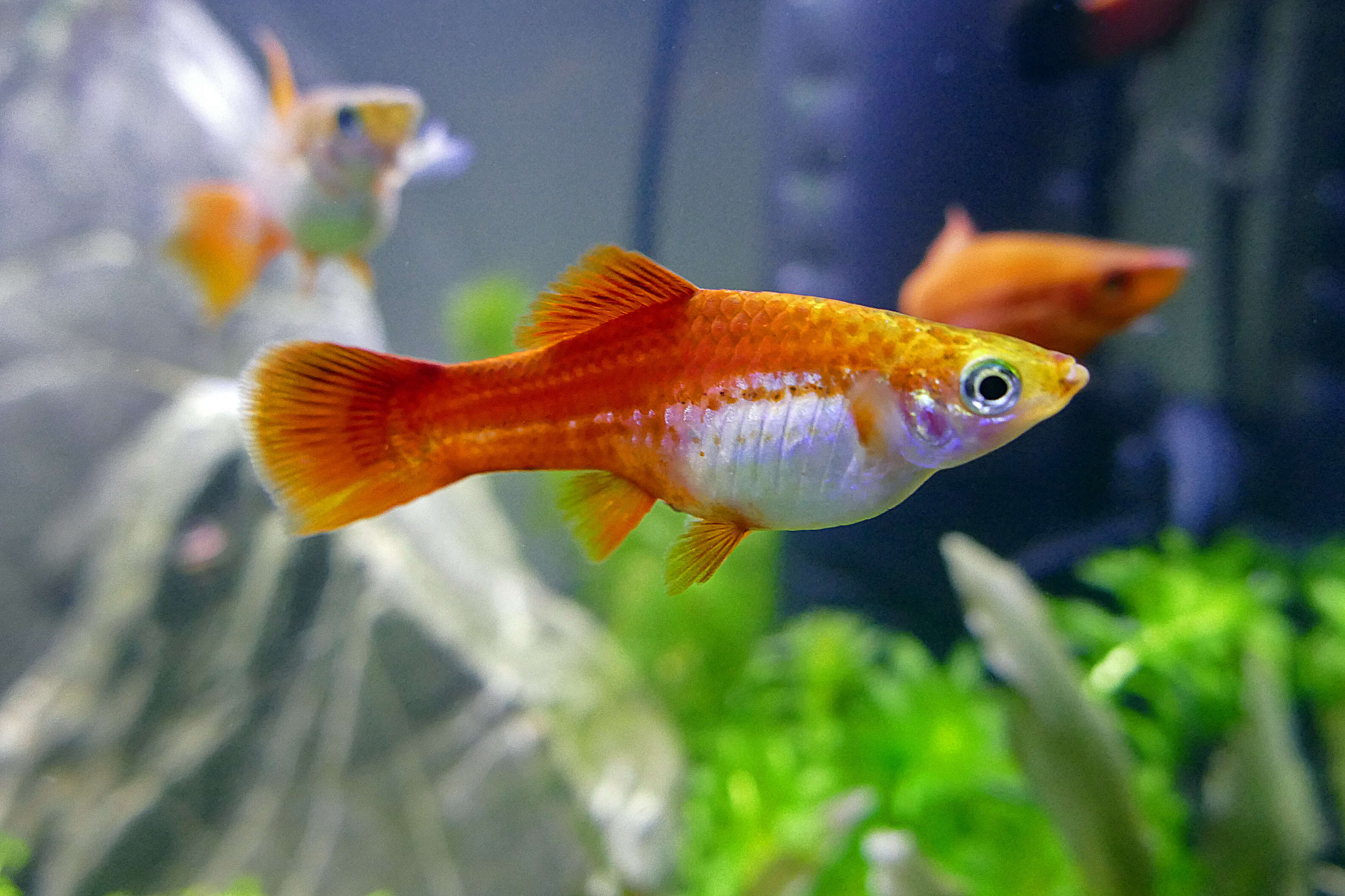 Image of Green swordtail