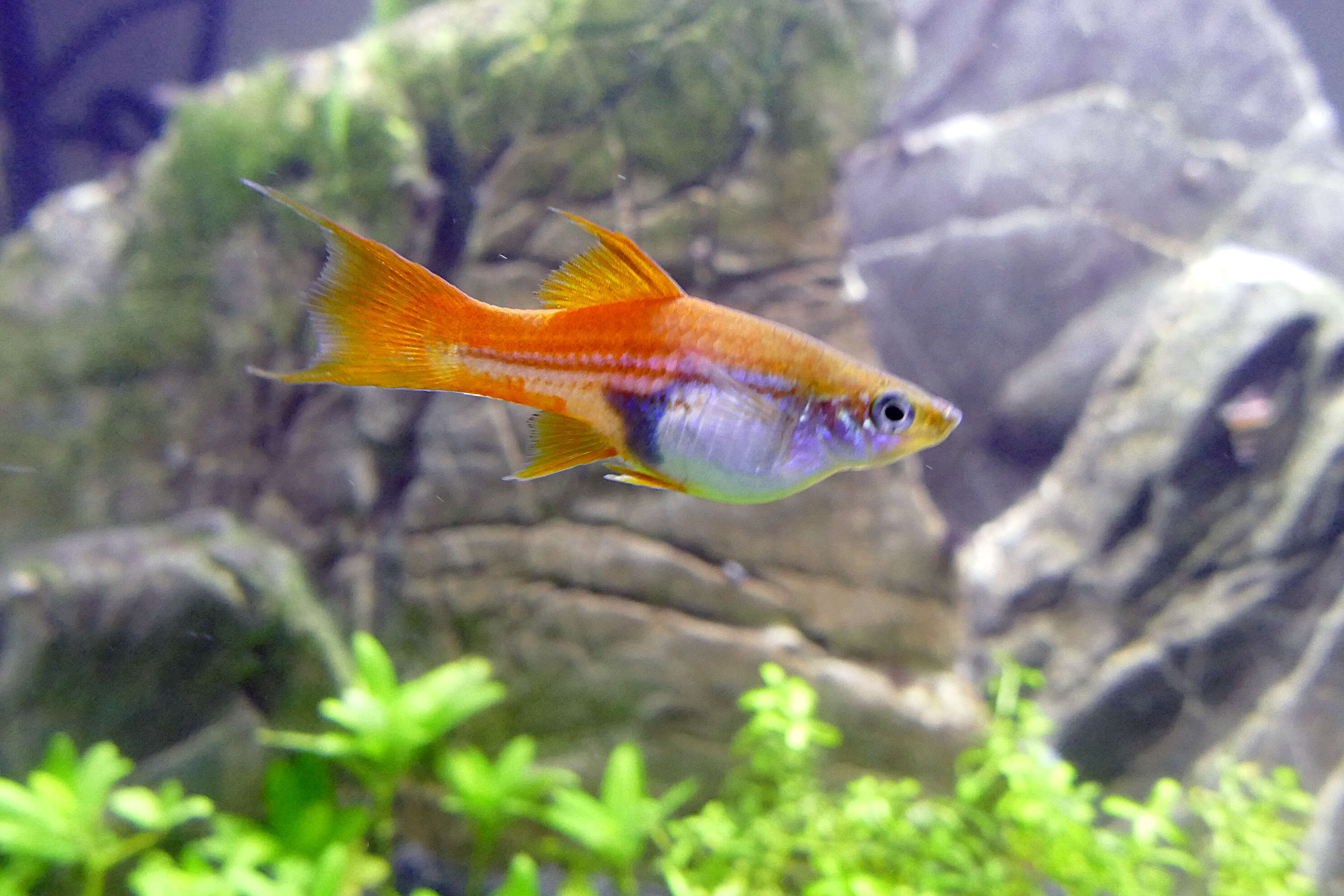 Image of Green swordtail