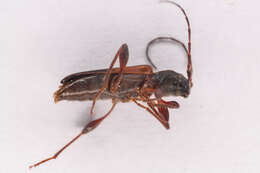 صورة Phymatodes dimidiatus (Kirby 1837)