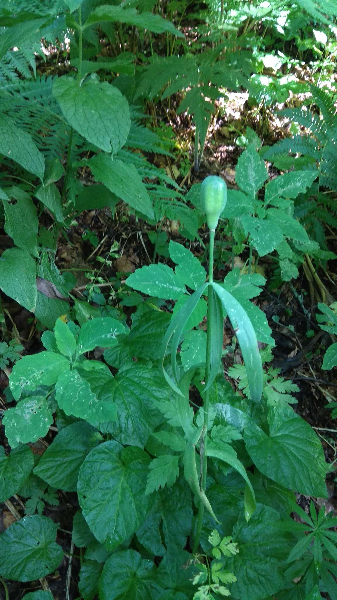 Image of Fritillaria lagodechiana Kharkev.